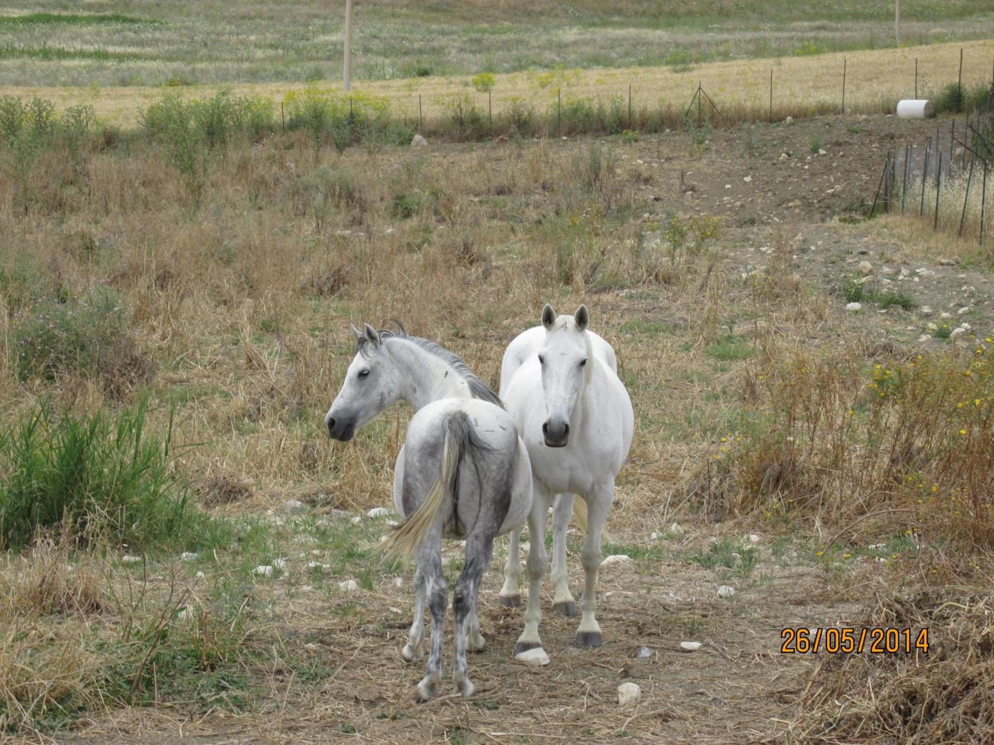 Agriturismo Reggia Saracena อากริเจนโต ภายนอก รูปภาพ
